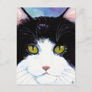Niedliche Katze schwarz-weiß tuxedo Maine Coon Pos Postkarte