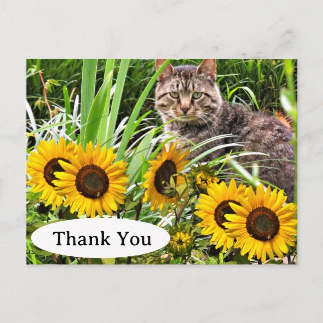 Niedliche Katze und Sonnenblumen Danke, Postcard Postkarte (Vorderseite)