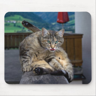 Niedliche Katze unterbrochen, während sie wächst Mousepad