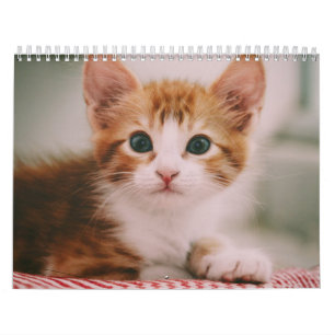 Niedliche Katzen 2024 Kalender
