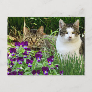 Niedliche Katzen im Blumengarten / Collage Art Postkarte