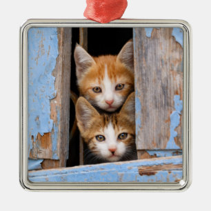 Niedliche Katzen in einem blauen Vintagen Fenster  Silbernes Ornament