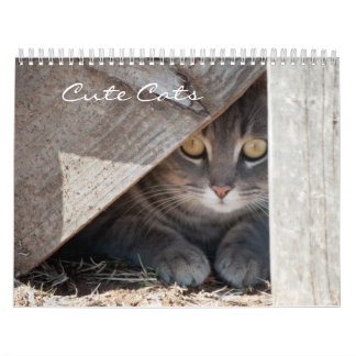 Niedliche Katzen Kalender