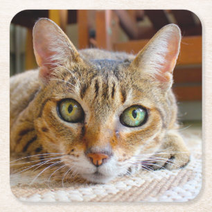 Niedliche Katzen-Untersetzer Rechteckiger Pappuntersetzer