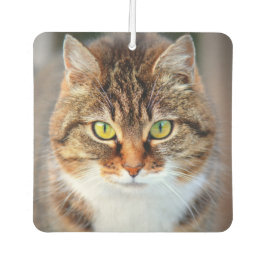Niedliche Katzenaugen Autolufterfrischer
