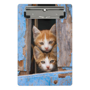 Niedliche Katzenkätzchen im Foto "Blaues Vintages  Mini Klemmbrett