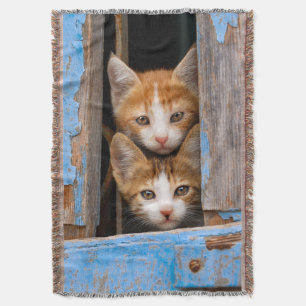 Niedliche Katzenkätzchen in einem Foto mit blauem  Decke
