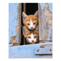 Niedliche Katzenkitten in blauem Vintagem Fensterp