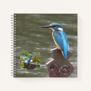 Niedliche Kingfisher (Birdwatchers Notebook) Notizbuch