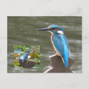 Niedliche Kingfisher DIY Postkarte