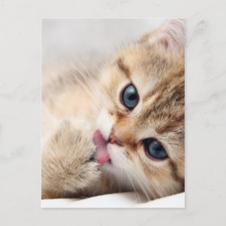 NIEDLICHE KITÄT POSTKARTE