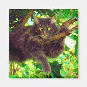 Niedliche Kitekatze Magnet