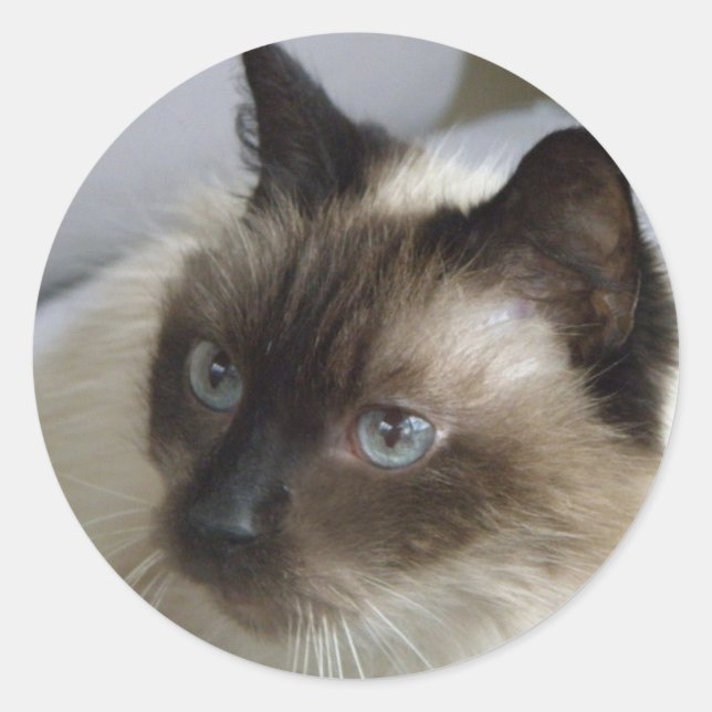 Niedliche Kitten Stickers (Vorderseite)