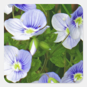 Niedliche, kleine blaue Blumen Quadratischer Aufkleber