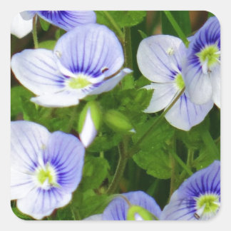 Niedliche, kleine blaue Blumen Quadratischer Aufkleber