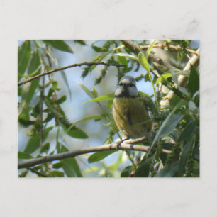 Niedliche kleine bunte Bird DIY Postkarte