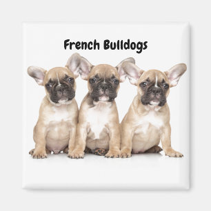 Niedliche kleine französische Bulldogs Magnet
