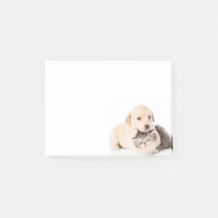 niedliche kleine Katze schläft in den Händen des Post-it Klebezettel