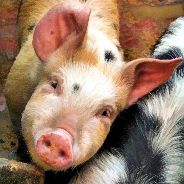 NIEDLICHE KLEINE PIG-Grußkarte (Von Creator hochgeladen)