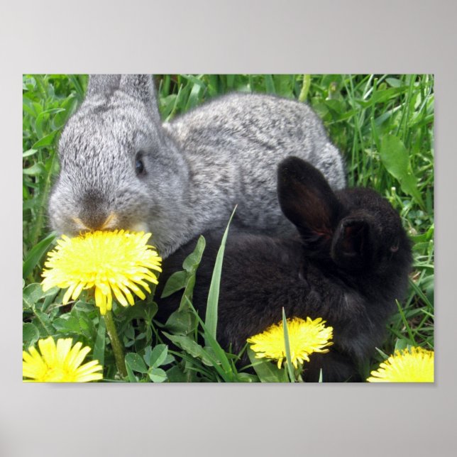 NIEDLICHE KLEINE RABBITS BUNNIES DANDELION GRASS N POSTER (Vorne)
