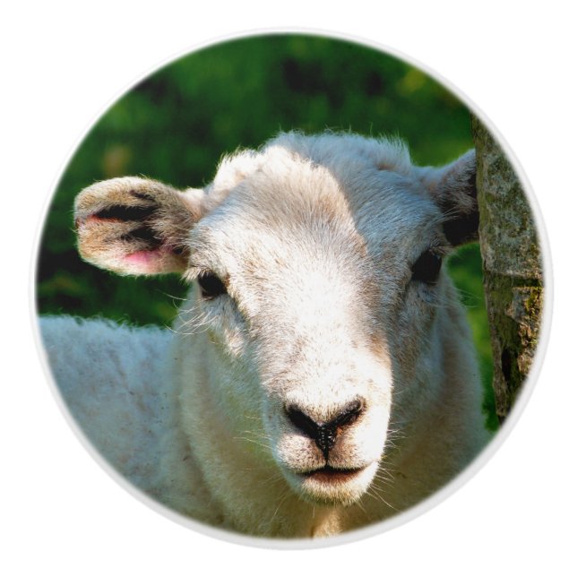 NIEDLICHE KLEINE SCHAFE KERAMIKKNAUF (Vorderseite)