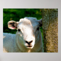 NIEDLICHE KLEINE SCHAFE