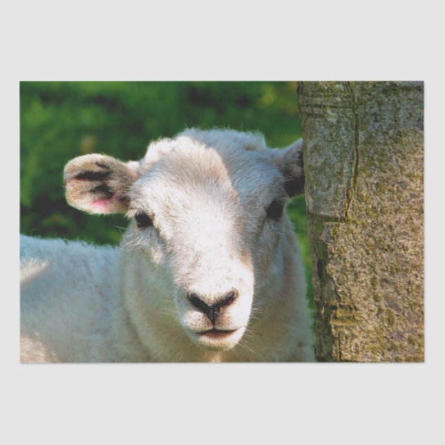 NIEDLICHE KLEINE SCHAFE SEIDENPAPIER (Vorderseite)