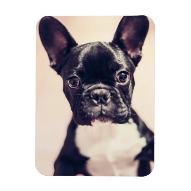 Niedliche kleine Schwarz-Weiß-Welpe Magnet (Vertikal)