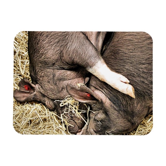 NIEDLICHE KLEINE SCHWEINE MAGNET (Horizontal)