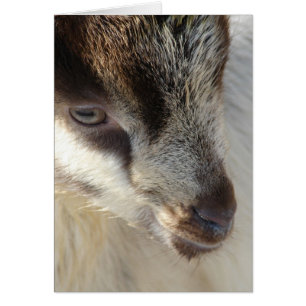 Niedliche kleine Ziege