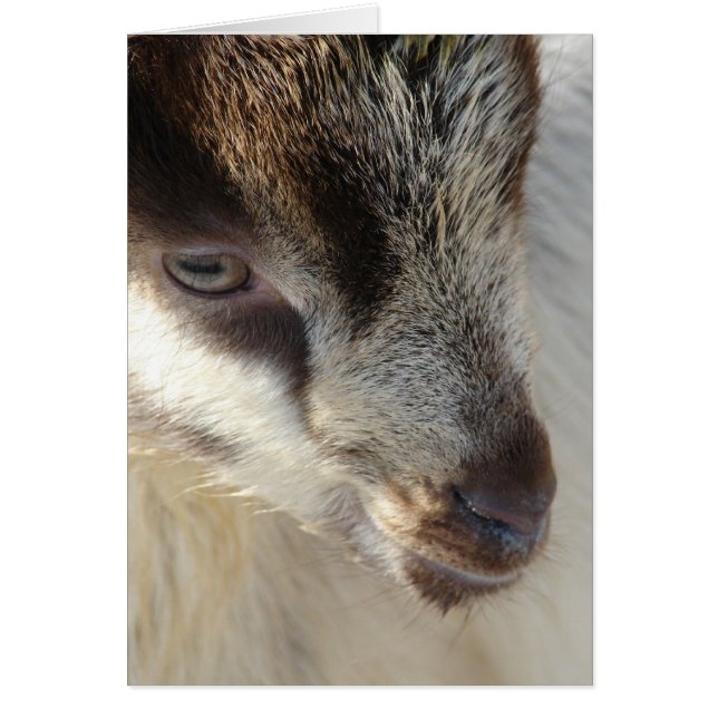 Niedliche kleine Ziege (Vorne)