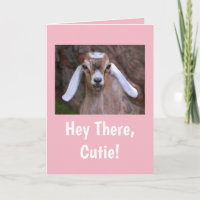 Niedliche kleine Ziege Geburtstag