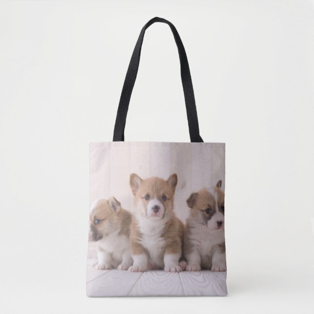 Niedliche Kleintiere | 3 Baby Corgis (Vorderseite)