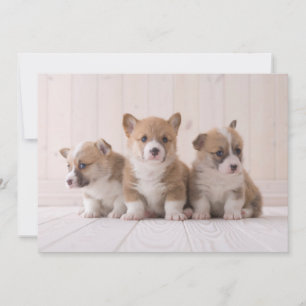 Niedliche Kleintiere 3 Baby Corgis Dankeskarte