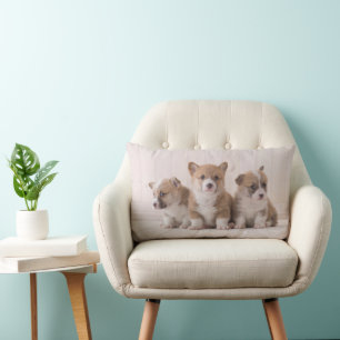 Niedliche Kleintiere   3 Baby Corgis Lendenkissen