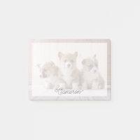 Niedliche Kleintiere | 3 Baby Corgis