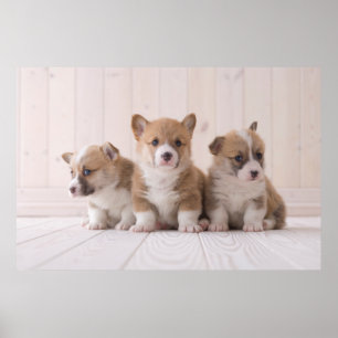Niedliche Kleintiere 3 Baby Corgis Poster