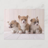 Niedliche Kleintiere | 3 Baby Corgis