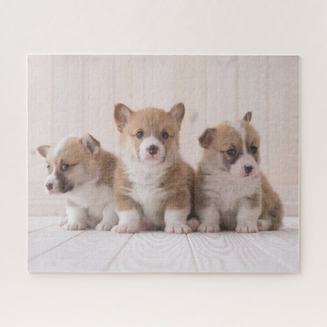 Niedliche Kleintiere | 3 Baby Corgis Puzzle (Horizontal)