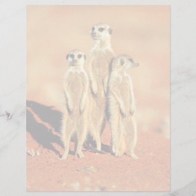 Niedliche Kleintiere | 3 Meerkatze (Vorderseite)