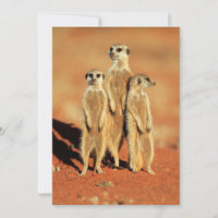 Niedliche Kleintiere | 3 Meerkatze