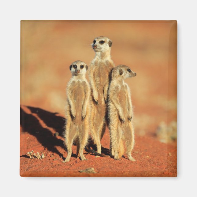 Niedliche Kleintiere | 3 Meerkatze Magnet (Vorne)
