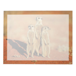Niedliche Kleintiere   3 Meerkatze Notizblock