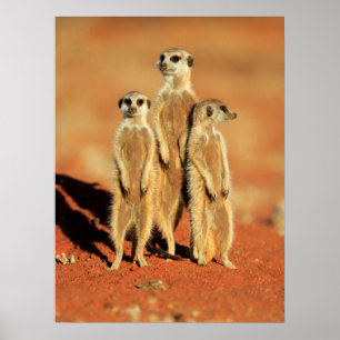 Niedliche Kleintiere   3 Meerkatze Poster