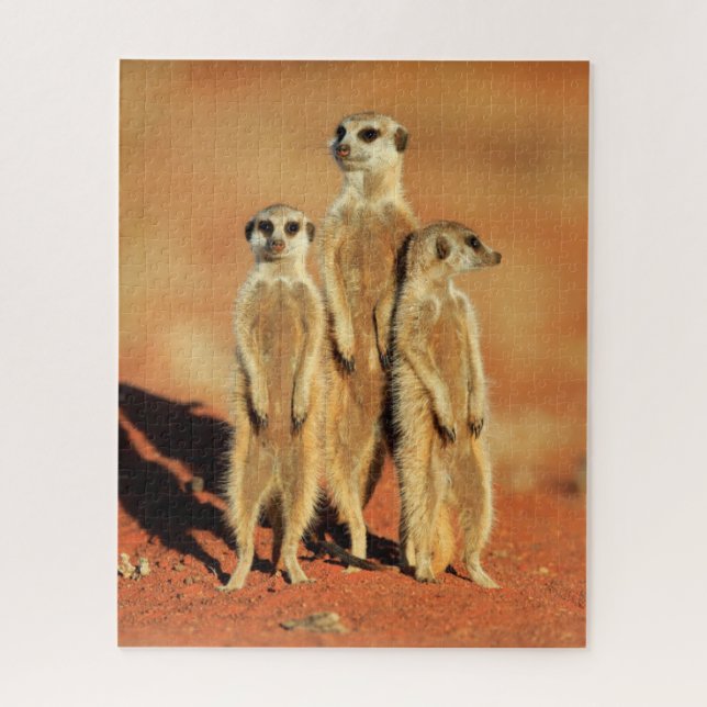 Niedliche Kleintiere | 3 Meerkatze Puzzle (Vertikal)