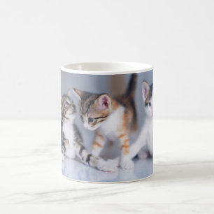 Niedliche Kleintiere   3 Tabby Kittens Kaffeetasse