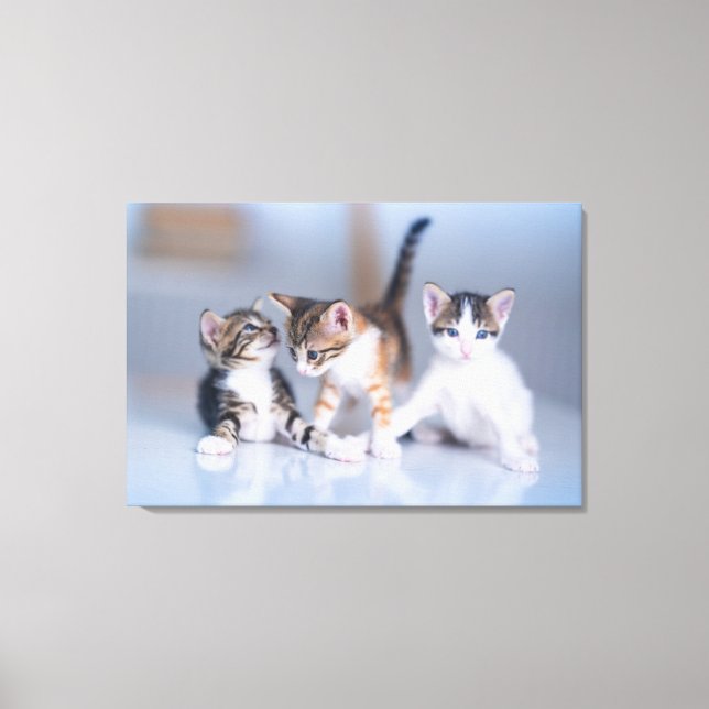 Niedliche Kleintiere | 3 Tabby Kittens Leinwanddruck (Vorderseite)