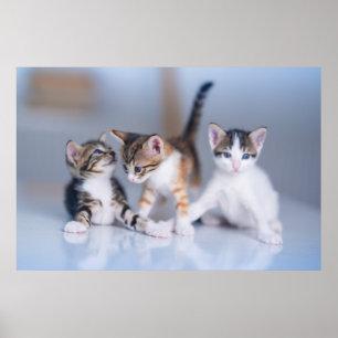 Niedliche Kleintiere   3 Tabby Kittens Poster