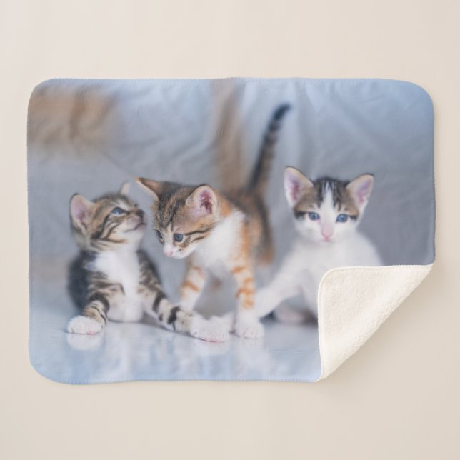 Niedliche Kleintiere | 3 Tabby Kittens Sherpadecke (Vorderseite (Horizontal))