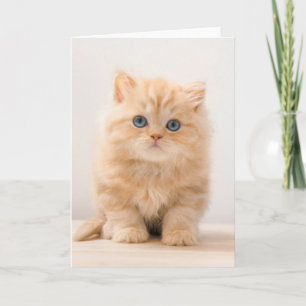 Niedliche Kleintiere   A British Longhair Kitten Karte